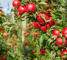 Juicy red apples hanging on the branch in the apple orchrad during autumn.