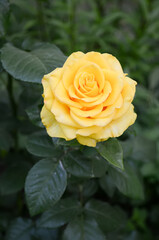 Beautiful rose in the garden