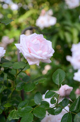 Beautiful rose in the garden