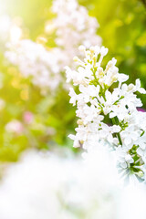 Obraz na płótnie Canvas White lilac flowers on bokeh green background. Spring wallpaper. White blossom flowers. Summer sunny day