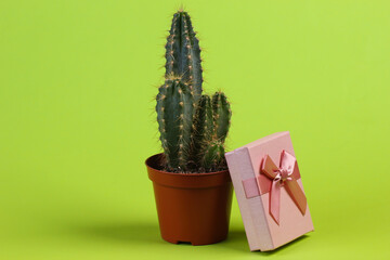 Cactus in pot and gift box on green studio background. Minimalism