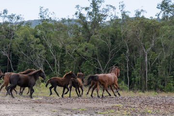 Wild Brumbies (horses) run in a pack through bushfire affected cleared scrubland.  