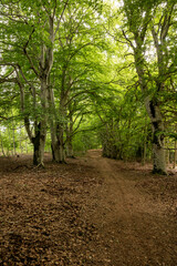 arbre ,foret, chemin