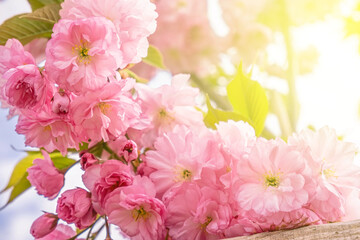 Pink sakura cherry blossom background. Space for text. Japan. Greeting card background template. Spring, summer banner. Sunlight. Shallow depth