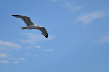 Single seagull in flight at Alexandroupolis, Greece, Aegean sea
