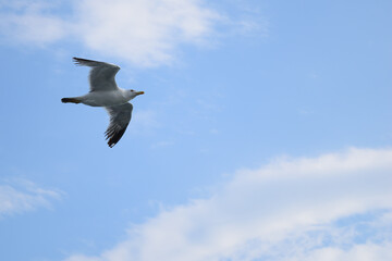 Single seagull in flight at Alexandroupolis, Greece, Aegean sea