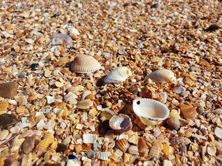 Pectinidae. A warm summer morning on the coast of the Azov sea, Krasnodar region.