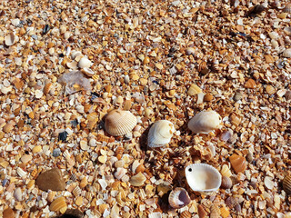 Pectinidae. A warm summer morning on the coast of the Azov sea, Krasnodar region.