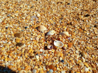 Pectinidae. A warm summer morning on the coast of the Azov sea, Krasnodar region.