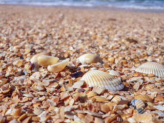 Pectinidae. A warm summer morning on the coast of the Azov sea, Krasnodar region. © Александра Распопина