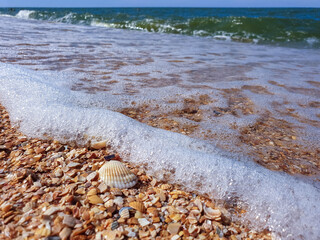 Pectinidae. A warm summer morning on the coast of the Azov sea, Krasnodar region. © Александра Распопина