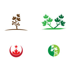 Obraz premium set Maple leaf vector illustration