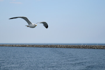 Fototapeta na wymiar Single seagull in flight at Alexandroupolis, Greece, Aegean sea