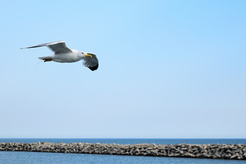 Single seagull in flight at Alexandroupolis, Greece, Aegean sea