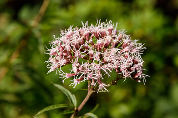 white flower in a park