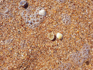 Pectinidae. A warm summer morning on the coast of the Azov sea, Krasnodar region. © Александра Распопина