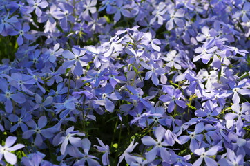Tender blue Woodland phlox (Phlox divaricata) flowers close up