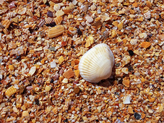 Pectinidae. A warm summer morning on the coast of the Azov sea, Krasnodar region. © Александра Распопина