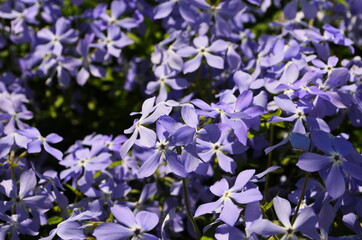 Tender blue Woodland phlox (Phlox divaricata) flowers close up