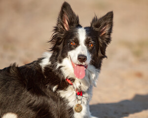 A Border Collie contented black and white dog with a medallion around his neck looks very closely at the viewer in the bright rays of the setting sun in nature. Horizontal orientation.