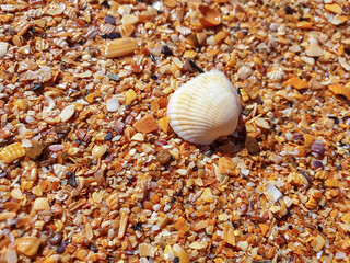 Pectinidae. A warm summer morning on the coast of the Azov sea, Krasnodar region. © Александра Распопина
