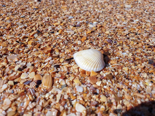 Pectinidae. A warm summer morning on the coast of the Azov sea, Krasnodar region.