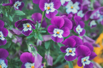  background with spring colored pansies in close-up