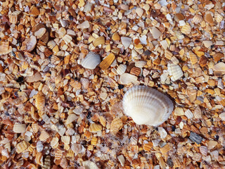 Pectinidae. A warm summer morning on the coast of the Azov sea, Krasnodar region. © Александра Распопина