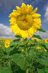 Large sunflower in a field, Israeli agricultural area in Ayalon Valley, Cental Israel
