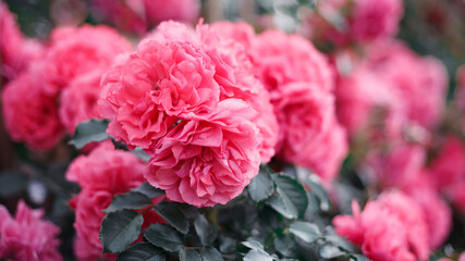 Pink roses. Background of blooming roses. garden of roses. Nature.