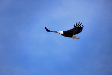 Bald Eagle in flight on blue sky.