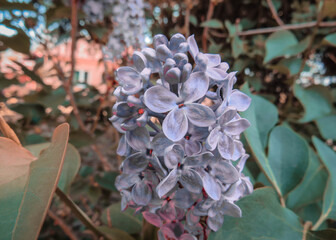 purple flowers with tiny leaves