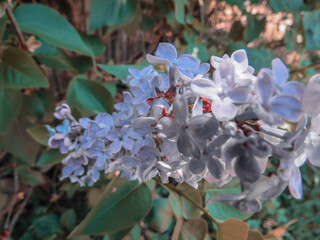 purple flowers with tiny leaves