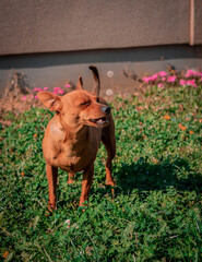 
a dog lying on green grass while fooling around