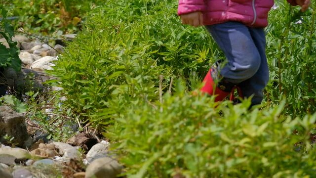 Closeup of low section of 4 year old caucasian child with red rubber boots walking through green springtime garden. Seen in Germany in May.