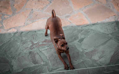 the dog pulls and yawns