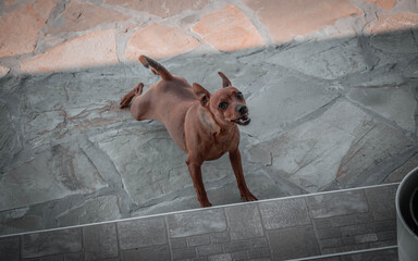 the dog pulls and yawns