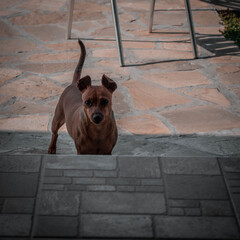 a dog watching in amazement while at a dog competition