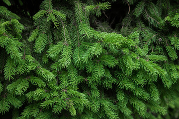 Green branches of conifer. Bright colors, evergreen tree. Needles on a tree.