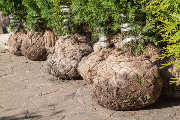 close up view of natural green coniferous Thuja in bags with soil for outdoor planting
