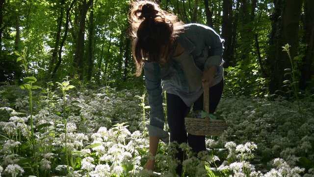 Young Woman Picking Flowers and Foraging for Wild Food with her Basket in the Forest on a Sunny Spring Day