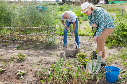 Mature couple with shovels working with harvest of green onion