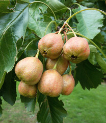 Semi-ripe hawthorn hang on the trees in summer