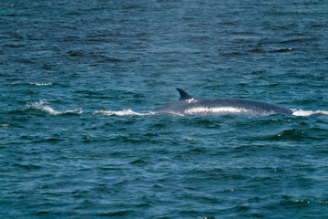 Bruda whales in the Gulf of Thailandใจ