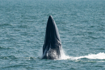 Fototapeta premium Bruda whales in the Gulf of Thailand