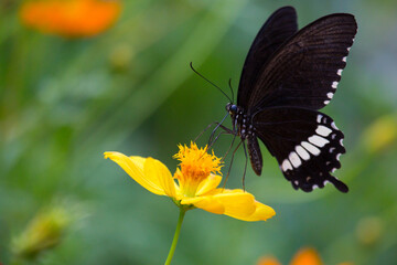 butterfly on flower