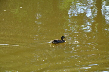 Staatspark Karlsaue, Kassel Germany