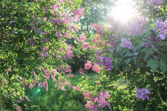 Sunset in the span of lilac bushes in a botanical garden. Bunches of flowers on thin branches. Bright blooming buds. Spring warm day. horizontal photo.