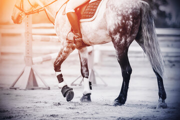 Fototapeta na wymiar Hooves of a beautiful dappled gray horse with a rider in the saddle, which is walking on a sandy arena, where there is a barrier for show jumping competitions.