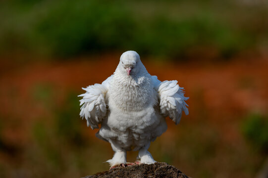 Bird of peace: white pigeon